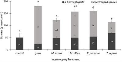 Legume Intercropping With the Bioenergy Crop Sida hermaphrodita on Marginal Soil